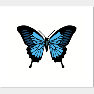 Ulysses Butterfly Posters and Art